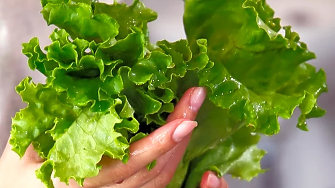 Cyclospora Outbreak Linked to Lettuce Raises Food Safety Concerns