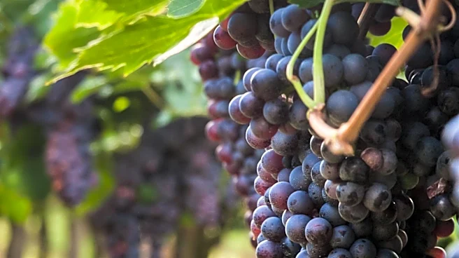 Israeli Expertise Boosts Tanzania's Wine Industry Through Agricultural Innovation
