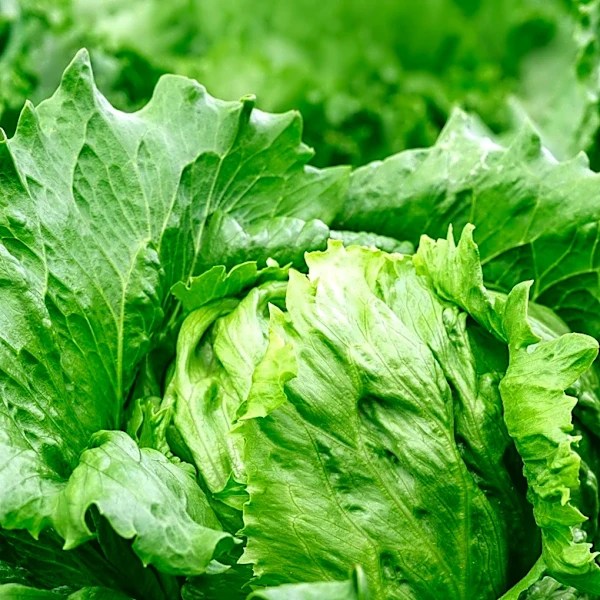 Confirmed Cyclosporiasis Cases in New Hampshire Surge Amid Lettuce Recall