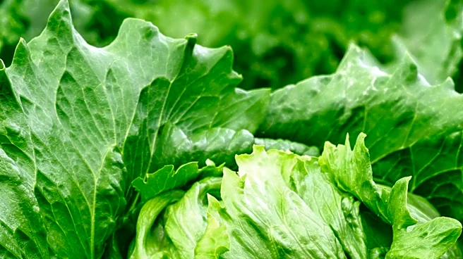 Confirmed Cyclosporiasis Cases in New Hampshire Surge Amid Lettuce Recall