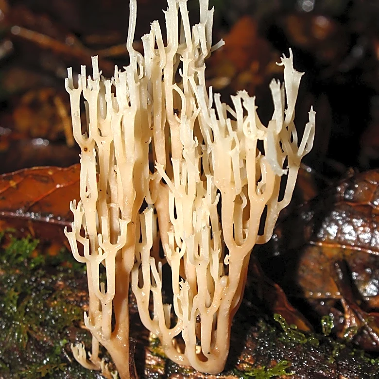 CDC Reports Candida Auris Fungus Spreading Across 23 U.S. States, Raising Health Concerns