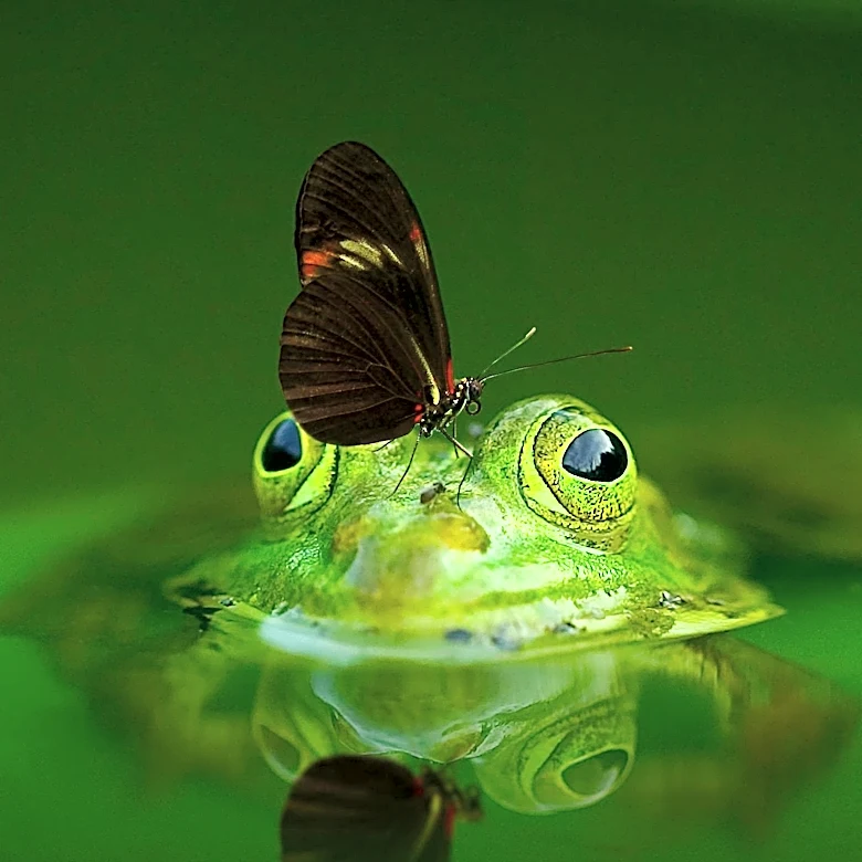 Bullfrogs Offer Potential Antidote to Shellfish Poisoning