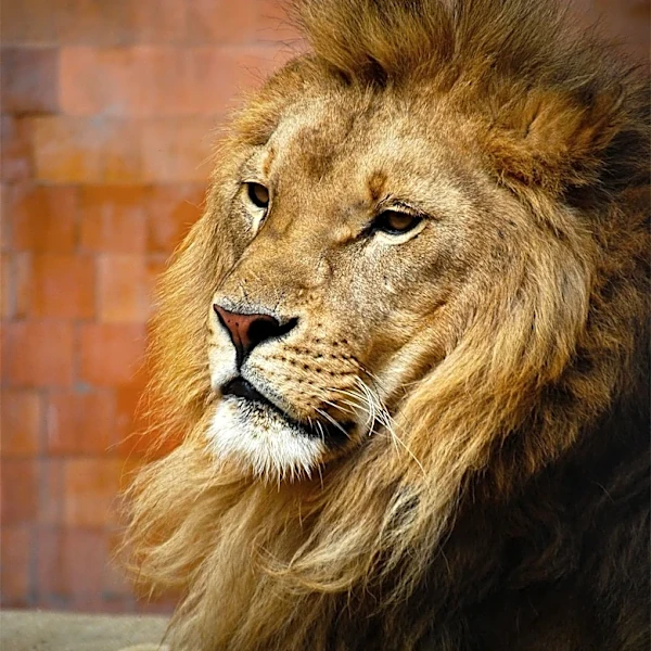Record Heat in Tokyo Zoo Leads to Critical Condition for Three Lions
