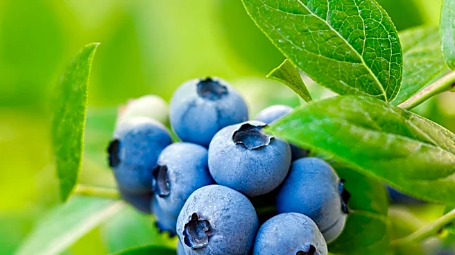 Maine Blueberry Farmers Optimistic for 2026 After Previous Losses