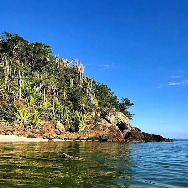 Brazil's Snake Island: Home to Rare and Venomous Snakes