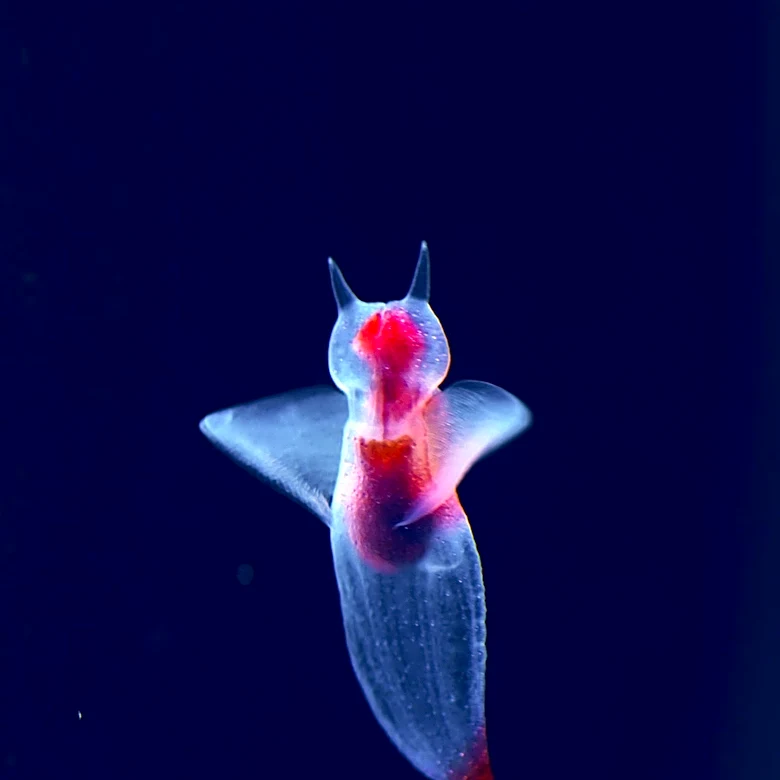 Leaf Sheep: The Solar-Powered Sea Slug Captivating Scientists