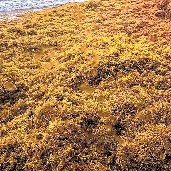 E. coli Contamination Closes Southwick Beach State Park