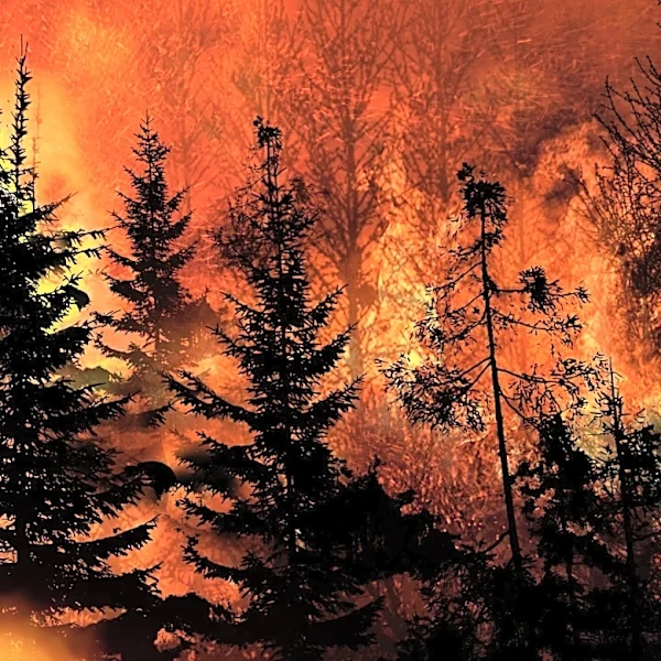 Governor Newsom Secures Federal Aid for Gann Fire Response in Calaveras County