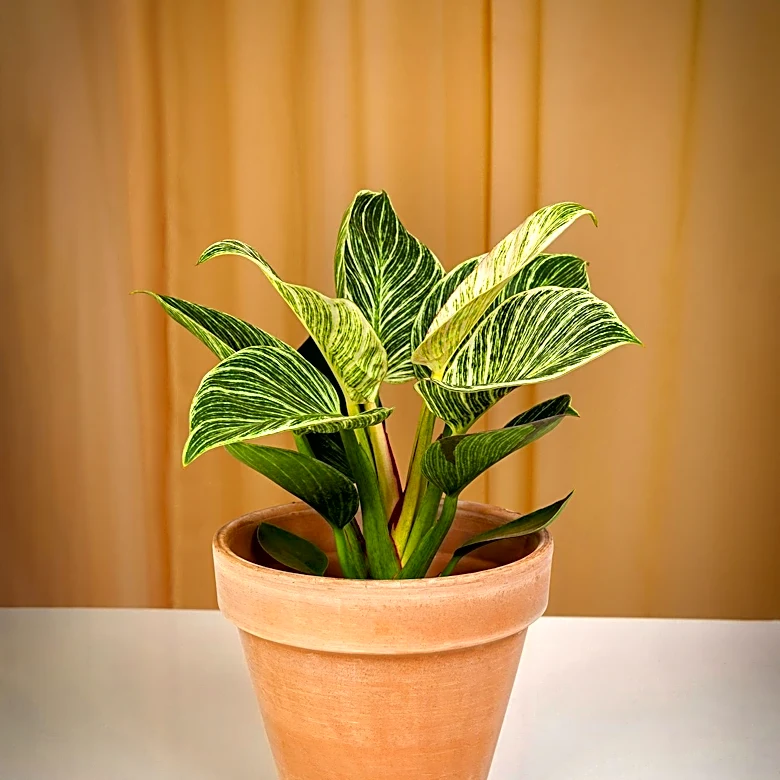 Pickens County Investigators Seek Public Help in Identifying 'Walking Houseplant' Suspect