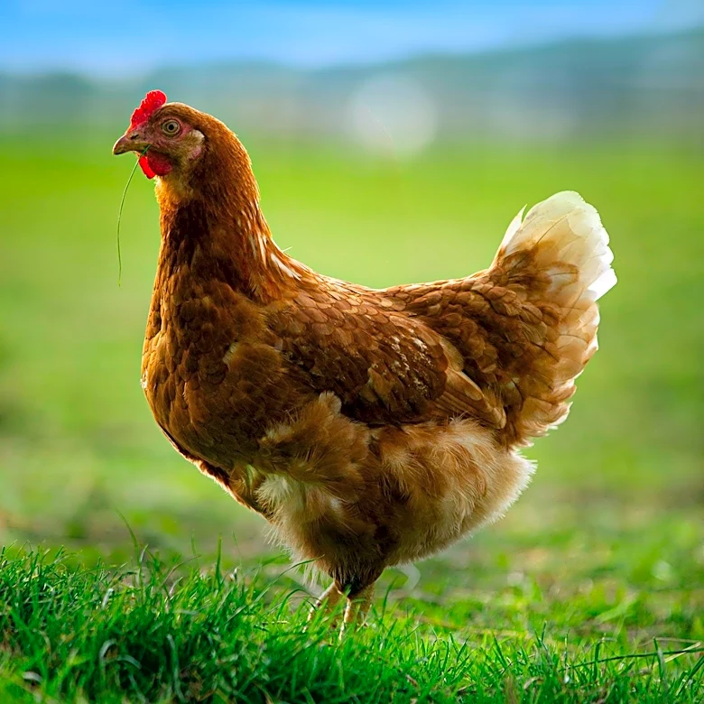 Native Poultry Breeds Offer Resilience Amid Climate Change Challenges