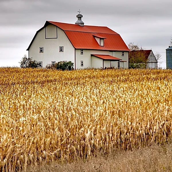 Nebraska Farmers Consider Grazing Standing Corn Amid Drought Conditions