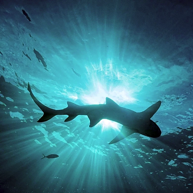 12ft Shark Sighting Forces Emergency Beach Closure in Jersey, UK