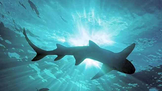 12ft Shark Sighting Forces Emergency Beach Closure in Jersey, UK