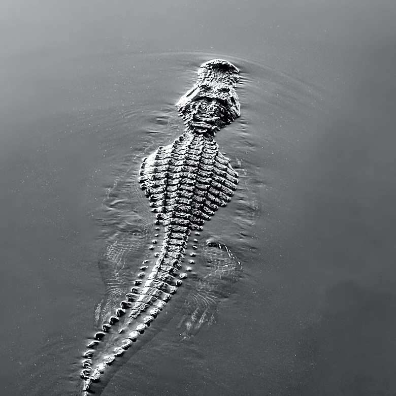 HBO Max Premieres Series on Philadelphia Reptile Smuggling Scheme