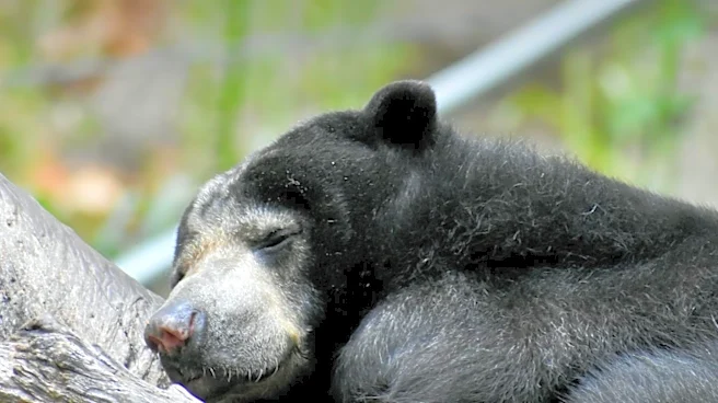 Bear Sightings in Roseville and Rocklin Prompt Caution Among Residents
