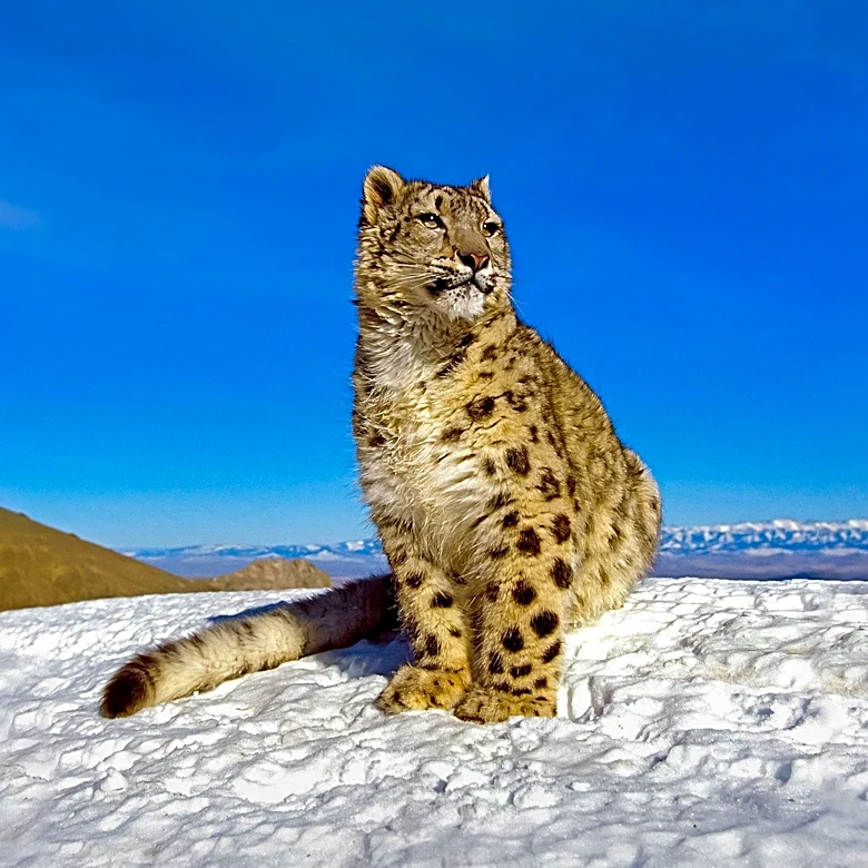 Kulbhushansingh Suryawanshi's 'The Ghost of the Mountains' Sheds Light on Snow Leopard Conservation