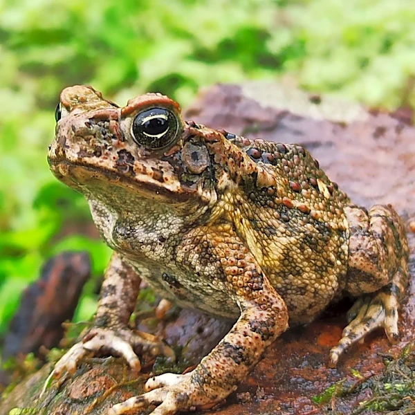 New Ice Age Toad Species Discovered at La Brea Tar Pits