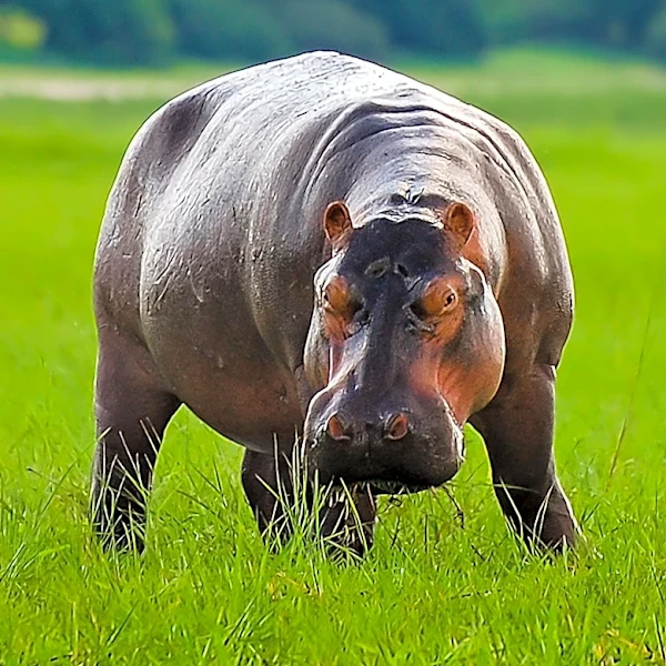 Colombian Authorities Rescue Newborn 'Cocaine Hippo' Linked to Pablo Escobar