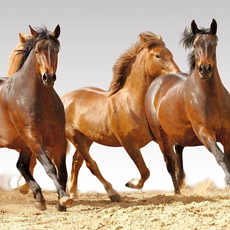 Two Horses Rescued from Inadequate Living Conditions in West Baltimore