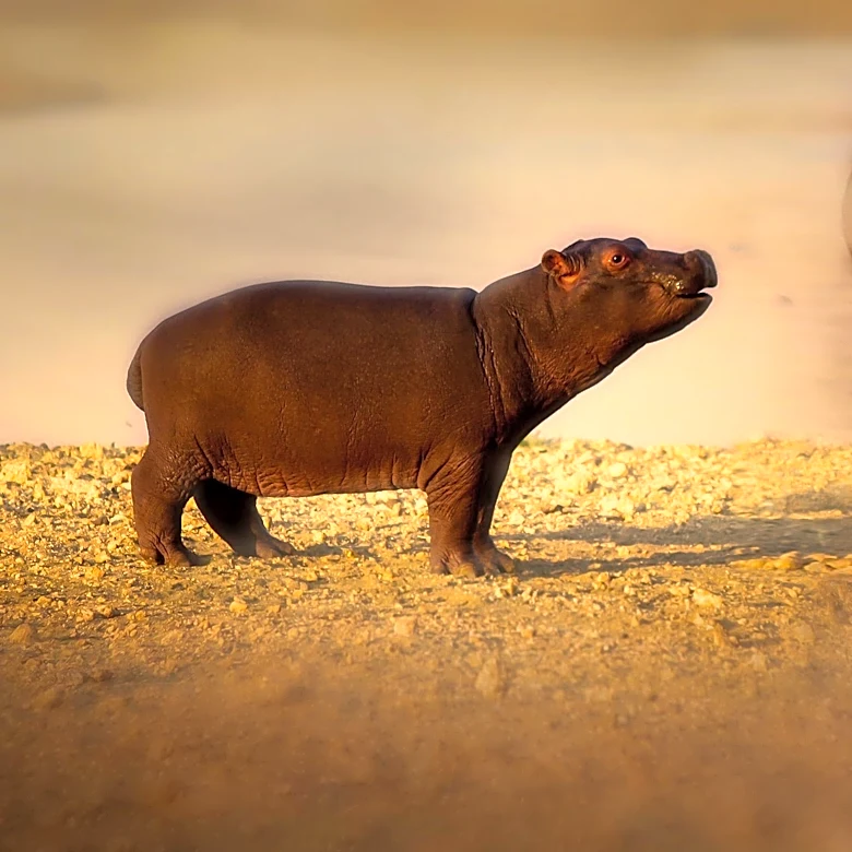 Toronto Zoo Celebrates Birth of Endangered Pygmy Hippopotamus Calf