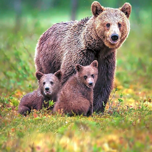 Sandia Heights Resident Outraged After Neighbor Shoots Mama Bear