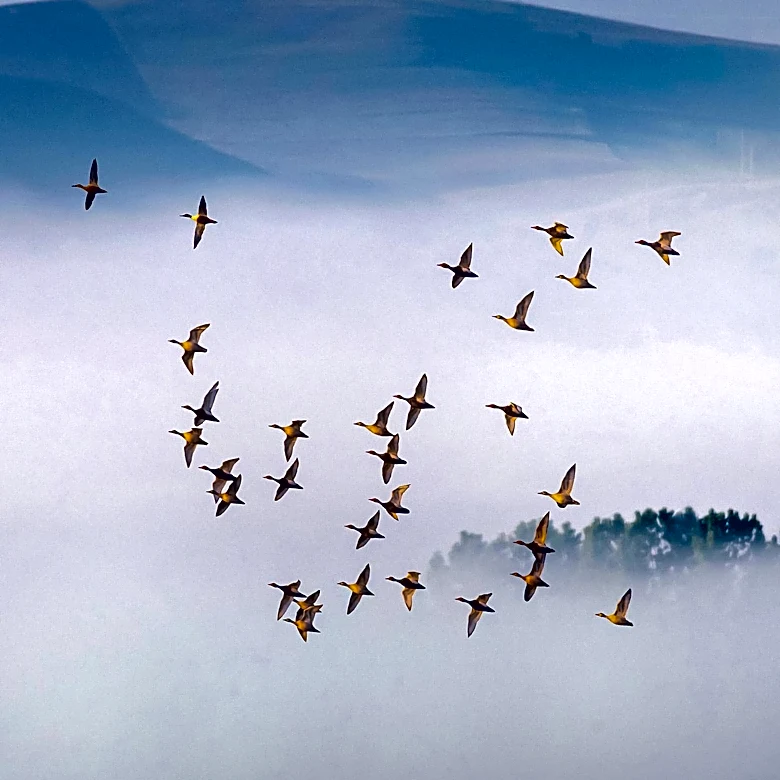 North Dakota Opens Applications for Tundra Swan Hunting Season, Limited Licenses Available