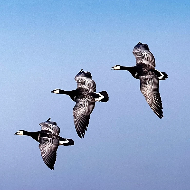 North Dakota Sets 2026 Small Game, Waterfowl, and Furbearer Regulations with Key Changes