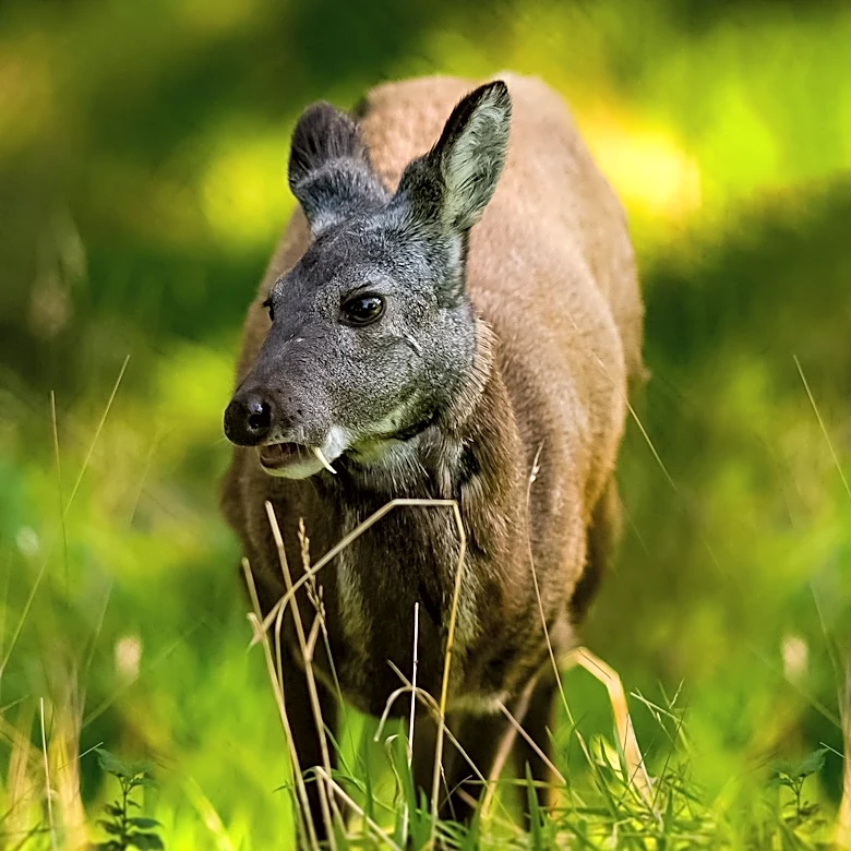 Rewilding Chile Releases Endangered Huemul Deer Back into Patagonian Wild