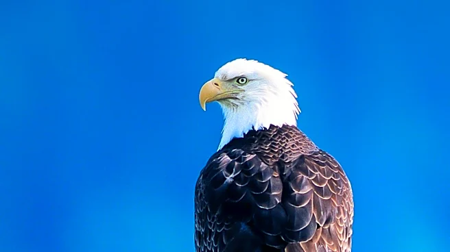 Clark County Man Charged for Killing Bald Eagle, Violating Federal Law