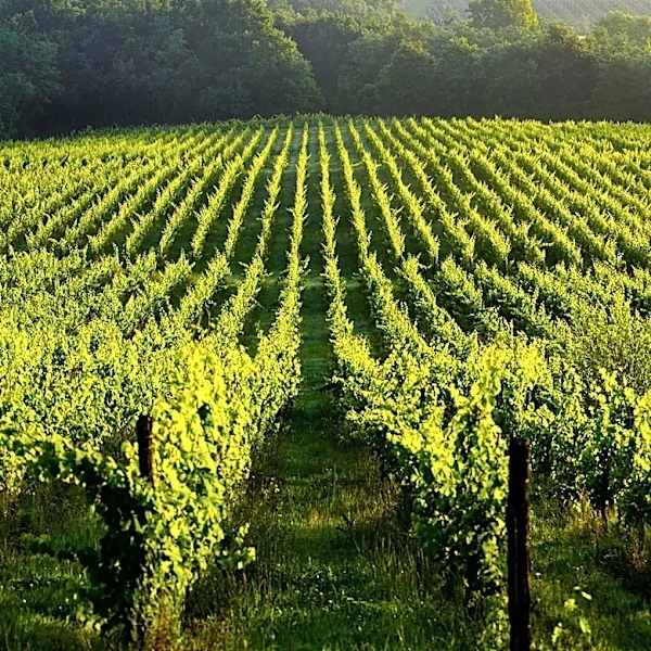 Michigan Winemakers Face New Climate Challenge with Increasing Wildfire Smoke