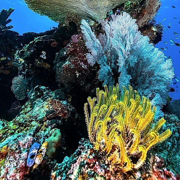 PBS Explores Ancient Reef Extinction and Its Modern Parallels