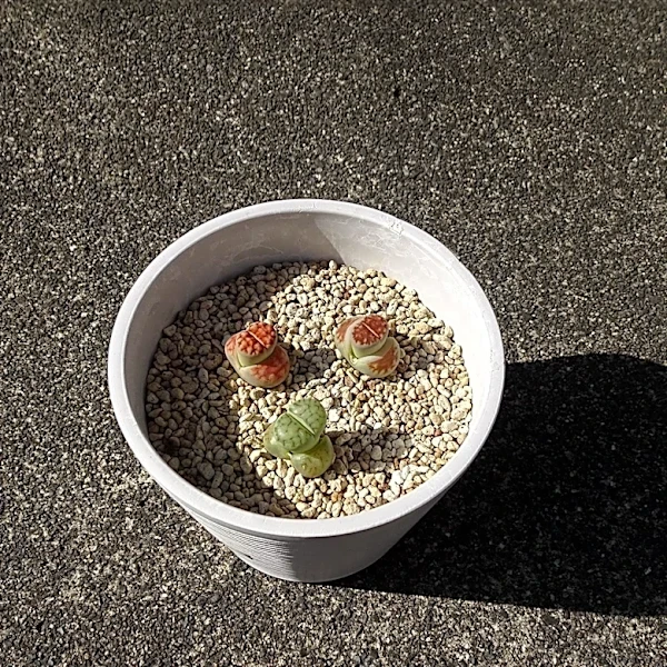 Lithops Werneri Faces Extinction Due to Human and Climate Threats