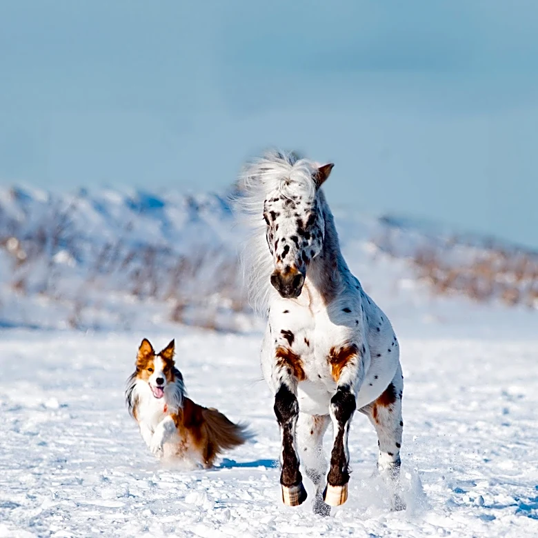 Recall Issued for Dog and Horse Medication Due to Fiberglass Contamination