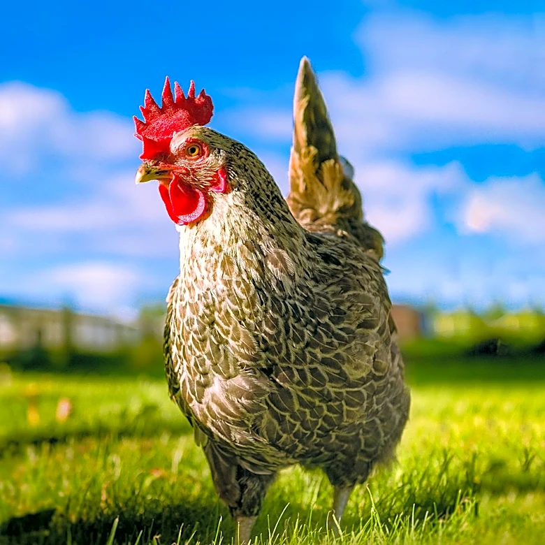Native Poultry Breeds Offer Resilience in Climate Change Adaptation