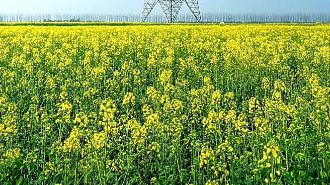 China's Power Demand Surges Amid Heatwave, Straining Grid