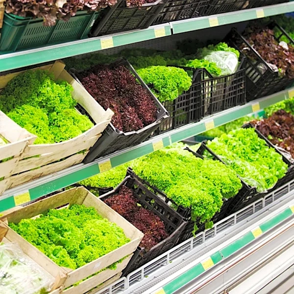 Sysco Halts Lettuce Purchases from Mexico Amid Cyclosporiasis Outbreak