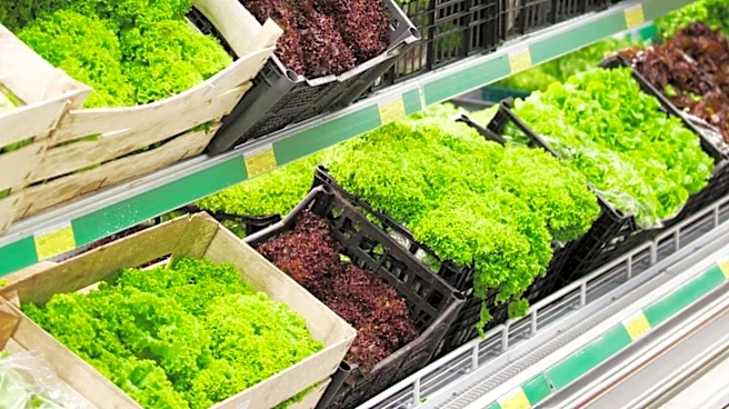 Sysco Halts Lettuce Purchases from Mexico Amid Cyclosporiasis Outbreak