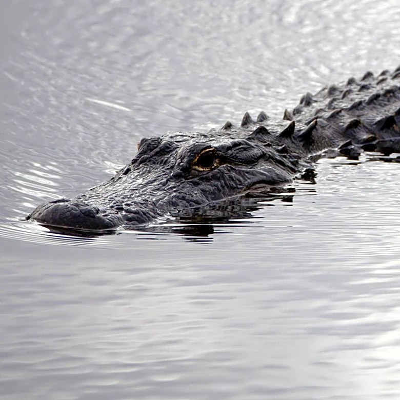 Israel Halts 'Alligator Alcatraz' Prison Plan Amid Animal Welfare Concerns