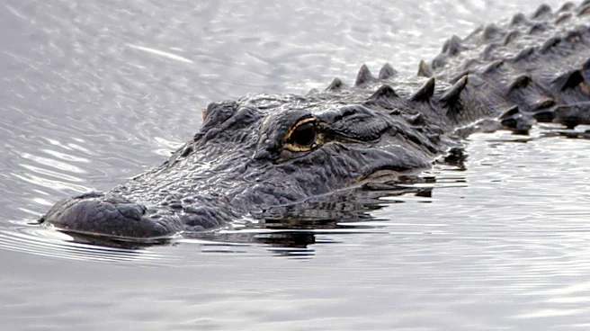 Israel Halts 'Alligator Alcatraz' Prison Plan Amid Animal Welfare Concerns
