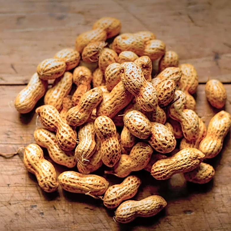 Study Develops Cryopreservation Protocol for Peanut Genotypes to Enhance Conservation