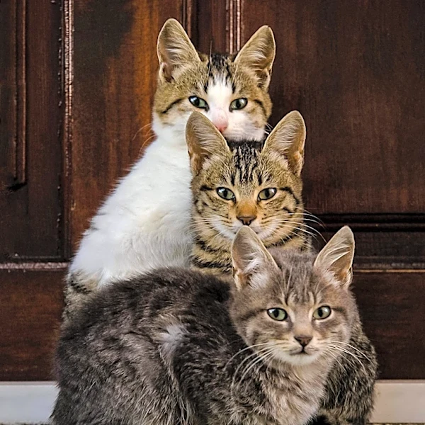 Linda Blair's Animal Rescue Cited for Overcrowding and License Violations