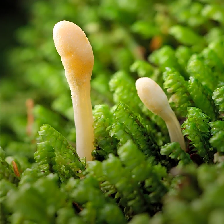CDC Reports Candida Auris Fungus Cases in 27 States, Raising Health Concerns