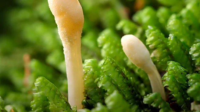 CDC Reports Candida Auris Fungus Cases in 27 States, Raising Health Concerns