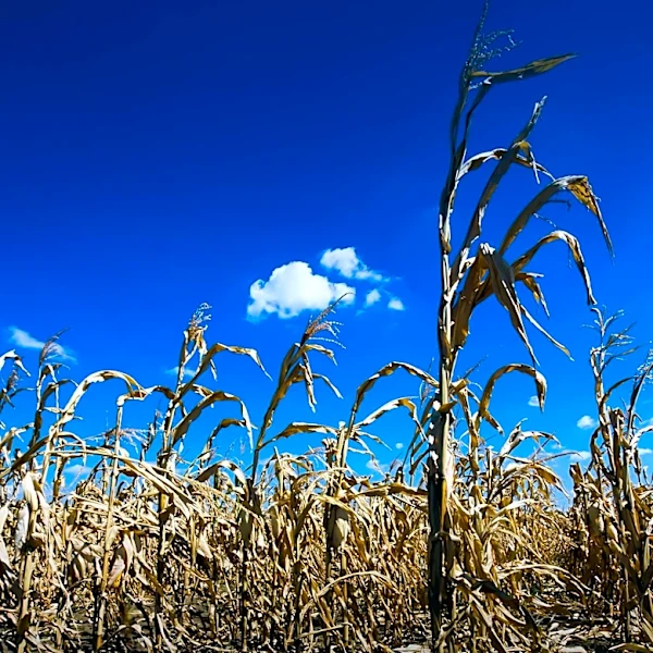 El Niño Expected to Exacerbate Global Hunger, Affecting 49 Million More People