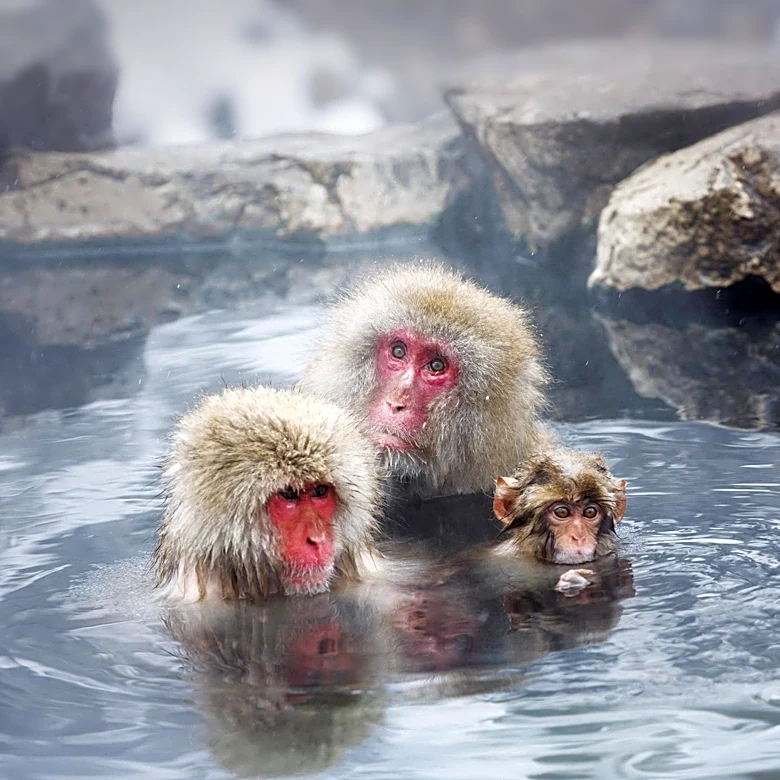 Extreme Heat in Japan Leads to Zoo Animal Deaths Amidst Historic Heatwave