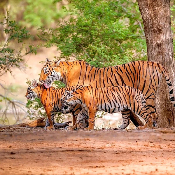 Family's Safari Adventure Turns Dramatic with Tigress Encounter