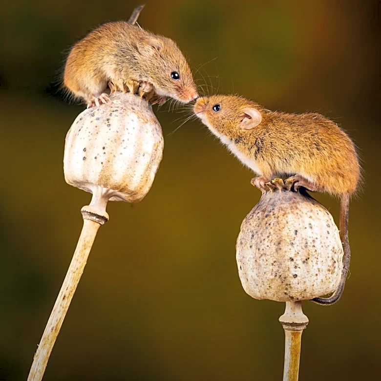 Mouse Study Suggests Persistent Hunger, Not Willpower, Drives Weight Regain