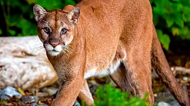 Conservancy Opposes Hyper Club Development Threatening Florida Panther Habitat