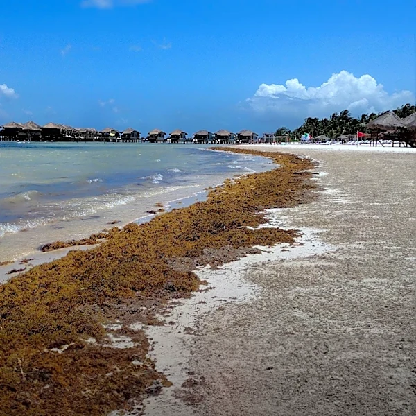 NASA Warns of Expanding Sargassum Belt Impacting Caribbean Coasts