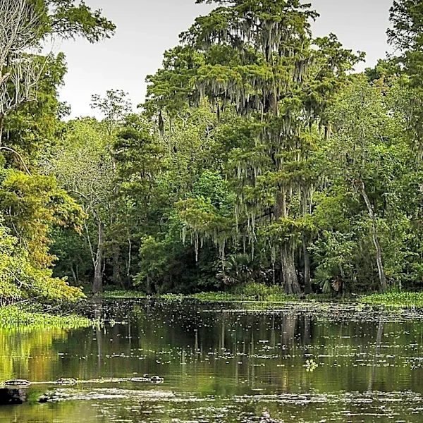 Okefenokee Swamp Designated as UNESCO World Heritage Site for Biodiversity